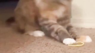 the cutest and craziest cat in the world