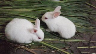 Pets rabbit's