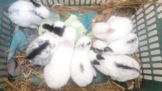 Bunnies