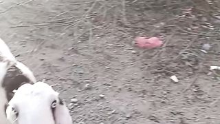 Goat video