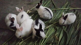 Bunnies playing and eating