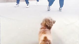 funny videos
