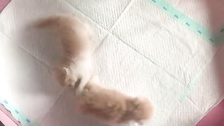 3 kucing lucu