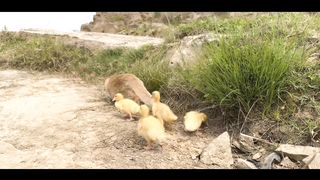 cat took the duckling-#SHORT