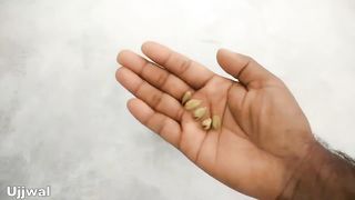 Grow cardamom from seeds