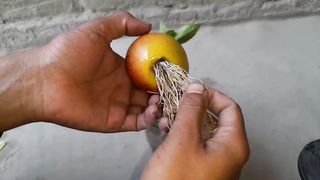 Unique skills how to grow Apple trees