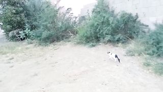 That is really cute stray cat