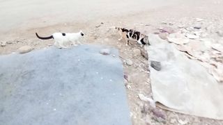 Super stray cats