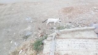Good looking stray cats