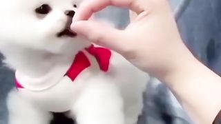 little cute dog