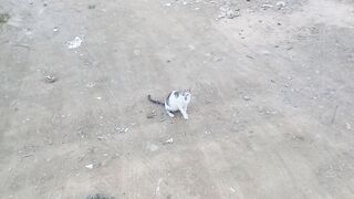 Amazing cat video