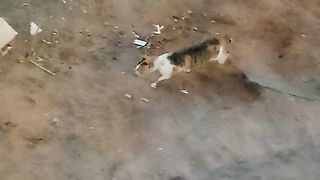 So funny cat video