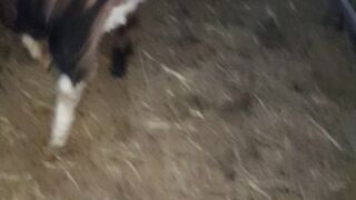 Goat in action||itrangpa1||