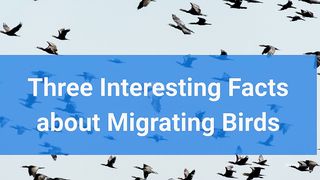 Three Interesting Facts about Migrating Birds