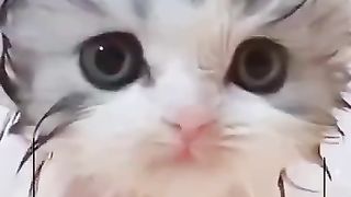 Cute cat ???? video storee animal funny ???????????? video