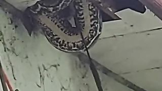 Penangkapan ular pithon besar