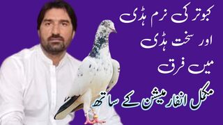How to Check Pigeon Bone | all new kabootar tips | pigeon videos - PART 2
