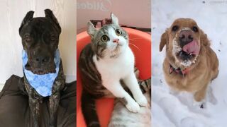 Cute Dogs and Cats | Funny Cats and Dogs Videos Compilation