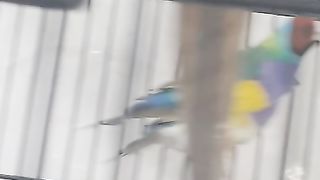 Gouldian Finches