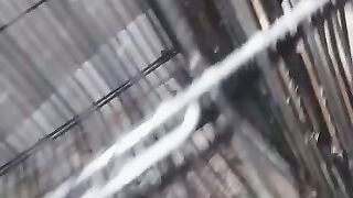 Parrots...