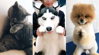 Cute Dogs and Cats | Funny Cats and Dogs Videos Compilation
