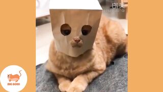 Cute Dogs and Cats | Funny Cats and Dogs Videos Compilation