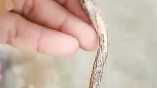 Amazing