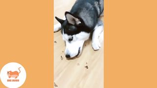Funny Cats and Dogs Videos Compilation