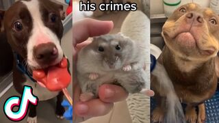 Cute/Funny Animals that will Brighten your day