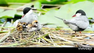 Beautiful Birds