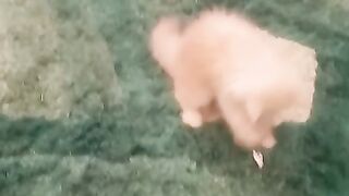 Kitten playing