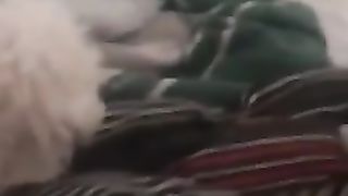Gatinho latindo