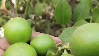 नीम्बू पौधे से अधिक फूल और फल तो यह खाद एक बार डाले