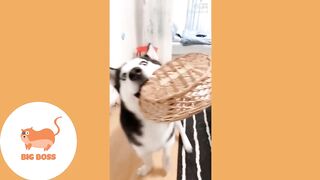 Cute Dogs and Cats | Funny Cats and Dogs Videos Compilation