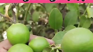 नीम्बू पर आएंगे ढेरों फूल और फल