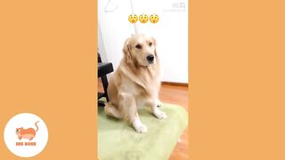 Cute Dogs and Cats | Funny Cats and Dogs Videos Compilation