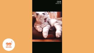 Cute Dogs and Cats | Funny Cats and Dogs Videos Compilation