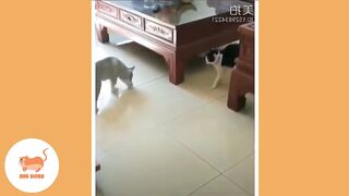 Cute Dogs and Cats | Funny Cats and Dogs Videos Compilation