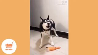 Cute Dogs and Cats | Funny Cats and Dogs Videos Compilation