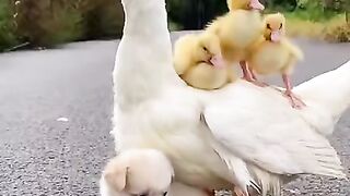 Duck baby & dog video
