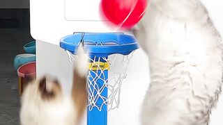 Cat video ???? so beautiful