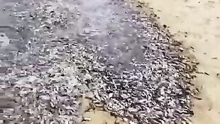 Yah machhliyon ke bare mein bataya ja raha hai