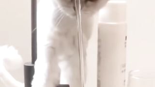 Cute cat ???? video