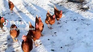 Poultry