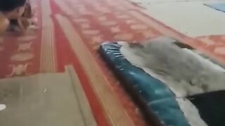 Respect vedio