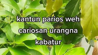 PEPATAH