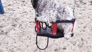 Funny dog