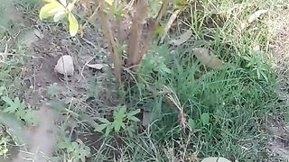 Beautiful plants