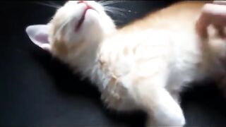 Kucing Lucu