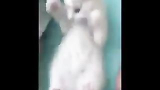 Funny and Cute Cats Compilation TikTok #shorts  - YouTube
